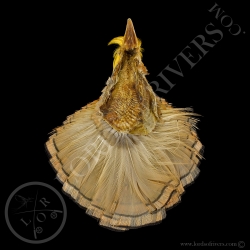 Golden pheasant Premium Whole Tippets feathers  Lords of Rivers