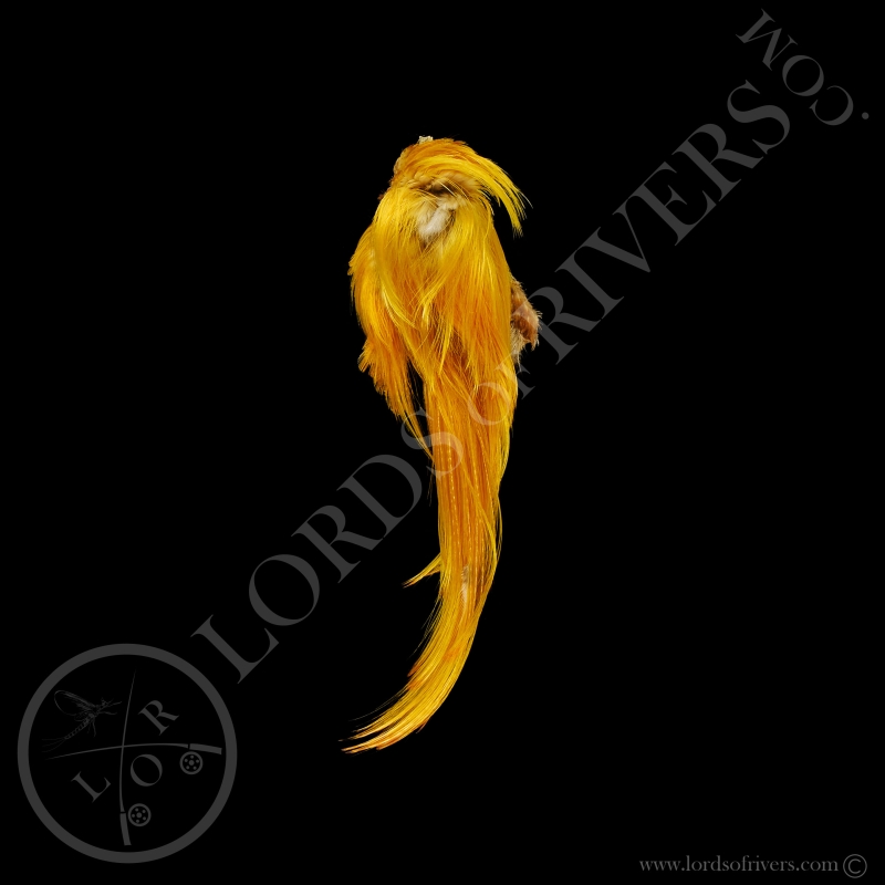 Golden Pheasant Complete Head Crest Premium feathers Lords of Rivers