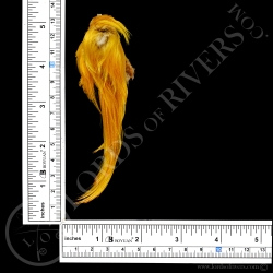 Golden Pheasant Complete Head Crest Premium feathers Lords of Rivers