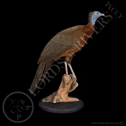 Great Argus Female - Taxidermy - Lords Of Rivers