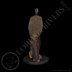 Great Argus Female - Taxidermy - Lords Of Rivers