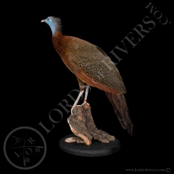 Great Argus Female - Taxidermy - Lords Of Rivers