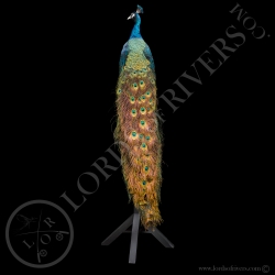 Paon Nigripenne - Taxidermie - Lords Of Rivers