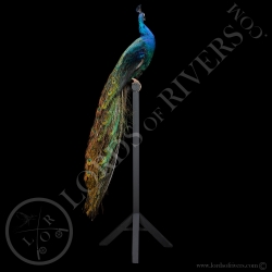 Paon Nigripenne - Taxidermie - Lords Of Rivers