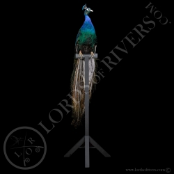 Paon Nigripenne - Taxidermie - Lords Of Rivers
