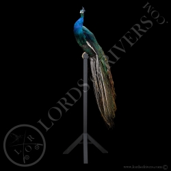 Paon Nigripenne - Taxidermie - Lords Of Rivers