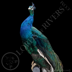 Paon Nigripenne - Taxidermie - Lords Of Rivers
