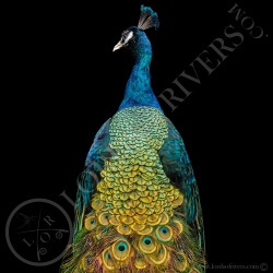 Paon Nigripenne - Taxidermie - Lords Of Rivers