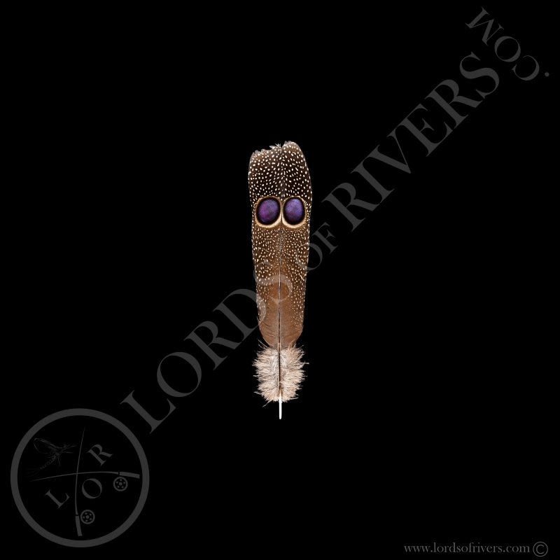 Epéronnier de Germain Plumes "Double eyed Side Tails" Type 1 Lords Of Rivers