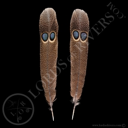 Epéronnier de Germain Paire de Plumes "Double eyed Side Tails" Type 1 Lords Of Rivers