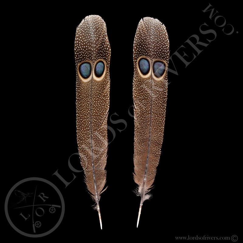 Epéronnier de Germain Paire de Plumes "Double eyed Side Tails" Type 1 Lords Of Rivers
