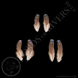 Éperonnier de Germain Paire de Plumes "Single Eyed Feather" S/XS/XXS - Lords Of Rivers