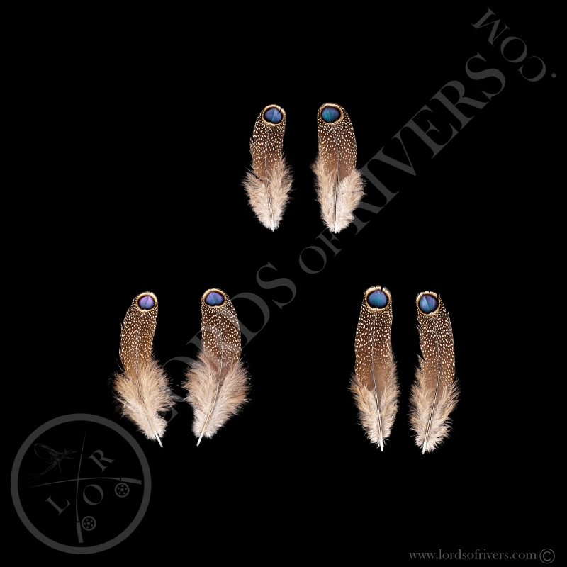 Paired Single Eyed Feather Germain's Peacock-Pheasant S/XS/XXS - Lords Of Rivers