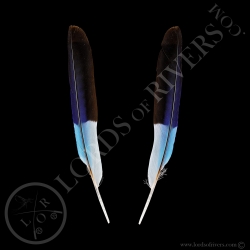 Lilac-breasted Roller - Paired Wing Cover Pointy - Lords Of Rivers