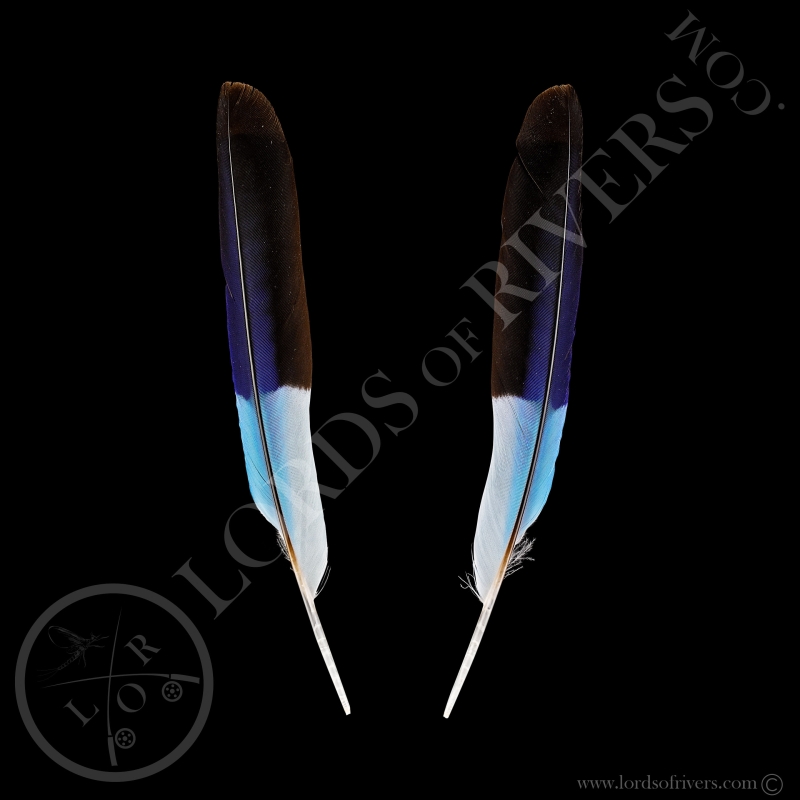 Lilac-breasted Roller - Paired Wing Cover Pointy - Lords Of Rivers