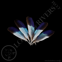 Lilac-breasted Roller - Batch Wing Cover Round - Lords Of Rivers