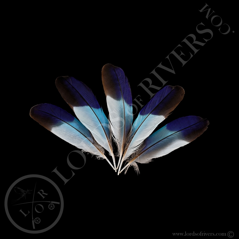 Lilac-breasted Roller - Batch Wing Cover Round - Lords Of Rivers