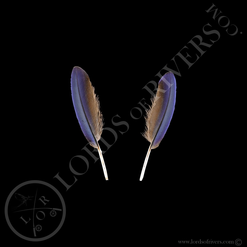 Rollier à Longs Brins - Paire Small Wing Cover Dark Blue - Lords Of Rivers