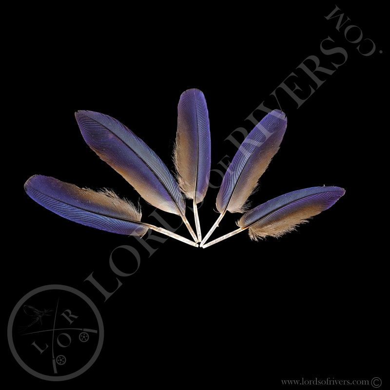 Lilac-breasted Roller - Batch Small Wing Cover Dark Blue - Lords Of Rivers