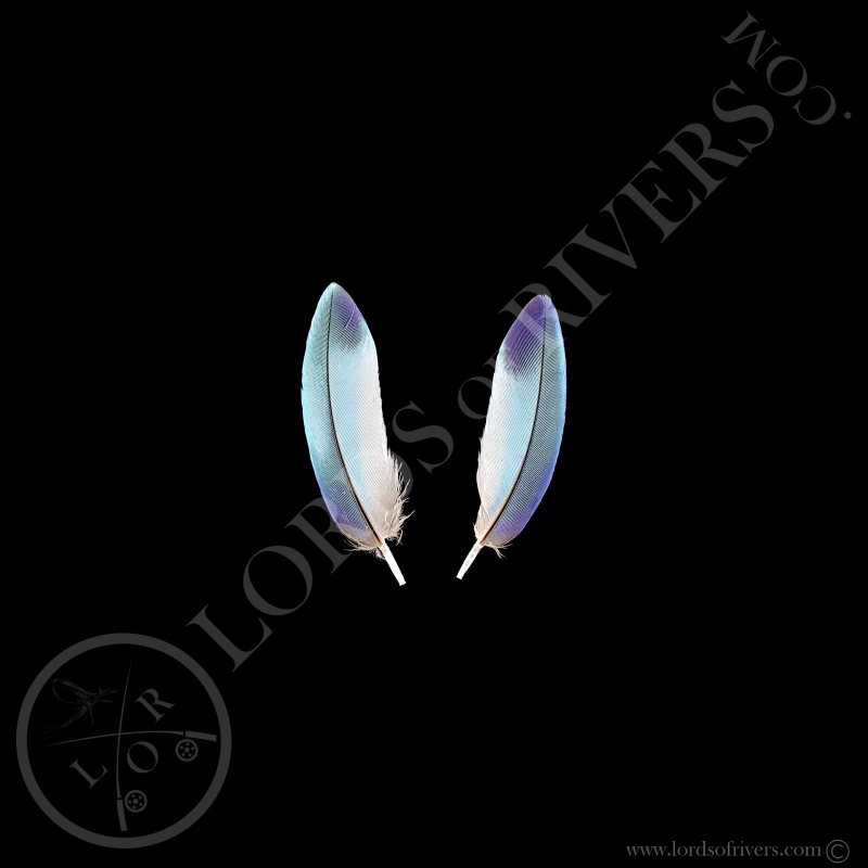 Lilac-breasted Roller - Paired Small Wing Cover Turquoise - Lords Of Rivers