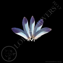 Rollier à Longs Brins - Lot Small Wing Cover Turquoise - Lords Of Rivers