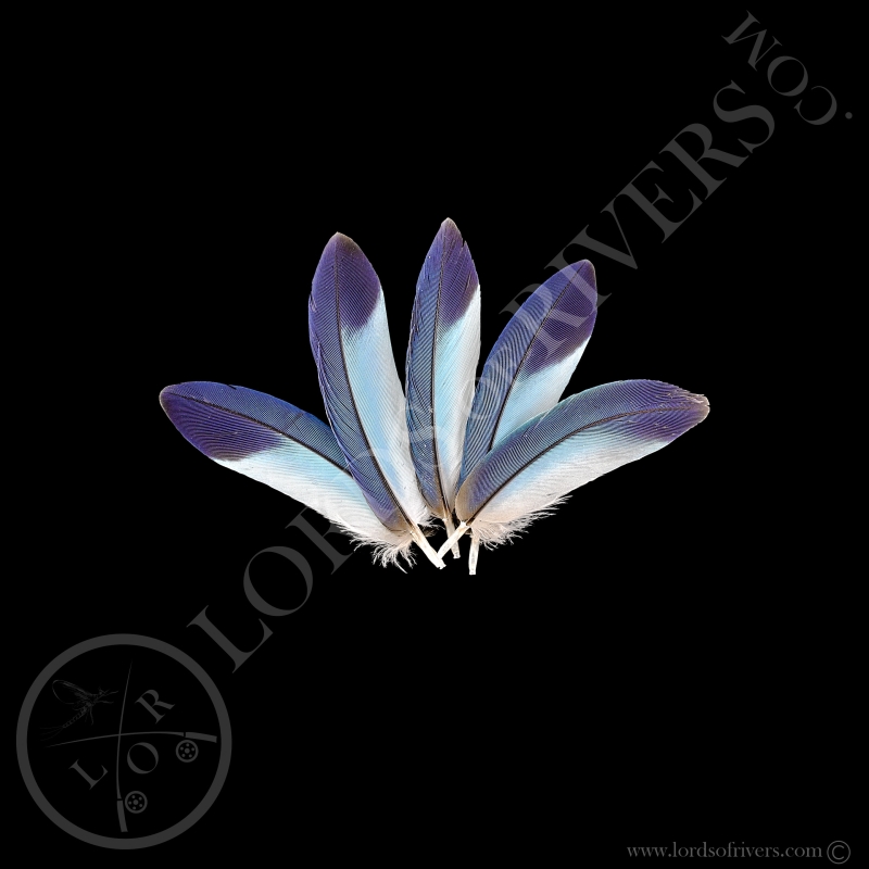 Rollier à Longs Brins - Lot Small Wing Cover Turquoise - Lords Of Rivers