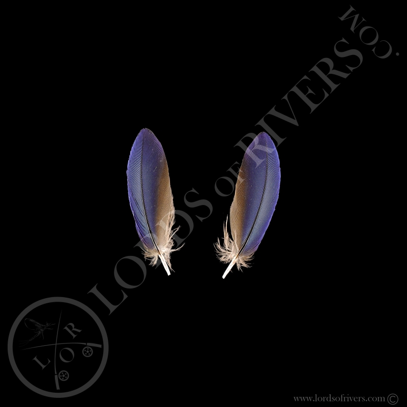 Rollier à Longs Brins - Paire Body Feathers Dark Blue - Lords Of Rivers
