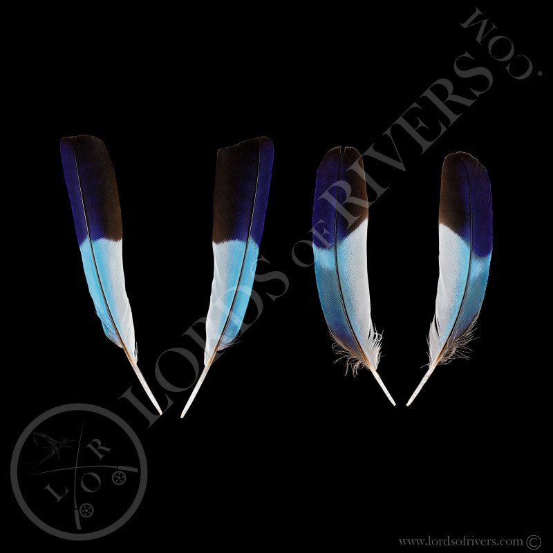 Rollier à Longs Brins - Paire Wing Cover Rondes - Lords Of Rivers