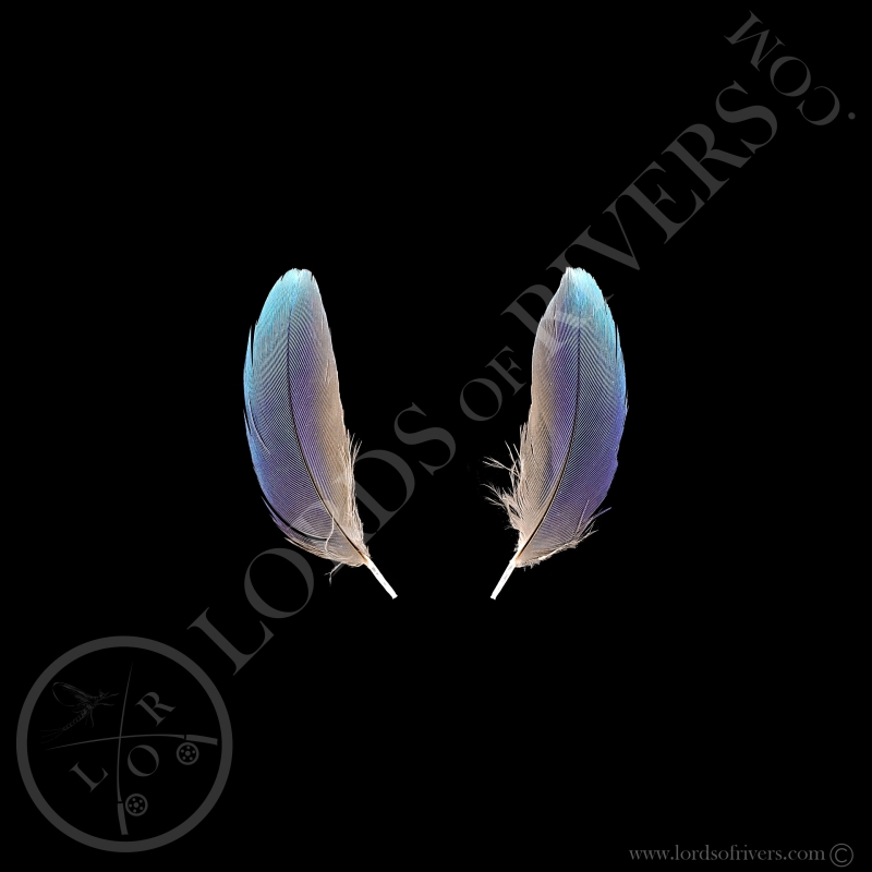 Lilac-breasted Roller - Paired Body Feathers Turquoise - Lords Of Rivers