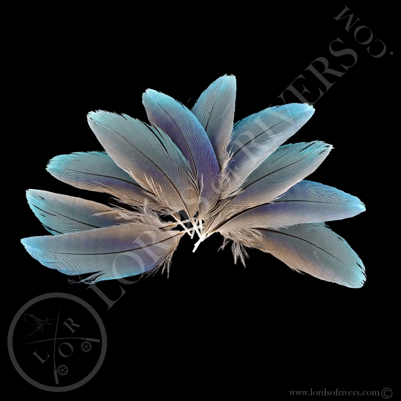 Rollier à Longs Brins - Lot Body Feathers Turquoise - Lords Of Rivers