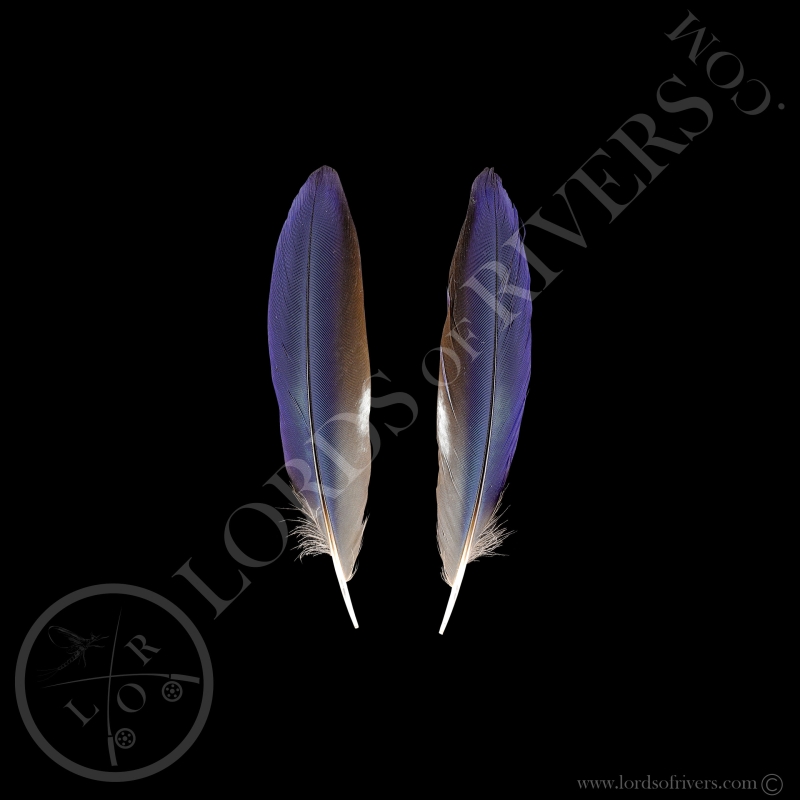 Lilac-breasted Roller - Paired Center Tails Type 0 - Lords Of Rivers