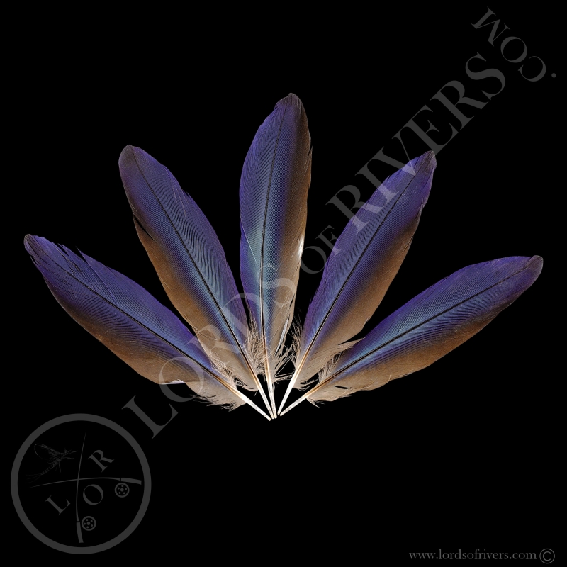 Rollier à Longs Brins - Lot Center Tails Type 0 - Lords Of Rivers