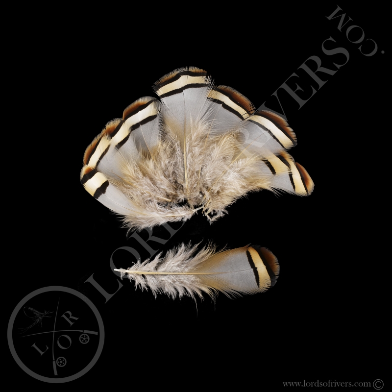 Chukar partridge flank feathers Hands select Premium Lords of Rivers