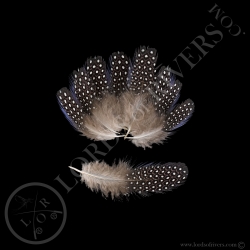 Pintade Vulturine Lot de plumes de corps LILAS "spotted", Bord BLEU Lords Of Rivers