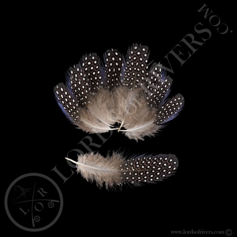 Pintade Vulturine Lot de plumes de corps LILAS "spotted", Bord BLEU Lords Of Rivers