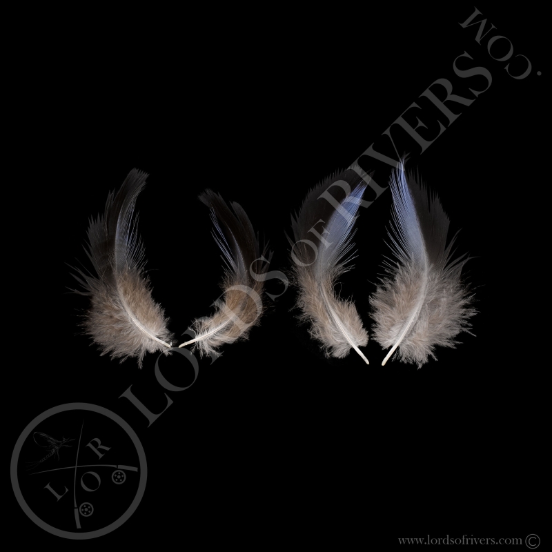 Pintade Vulturine Paire de Plumes BICOLORES de Gorge Lords Of Rivers