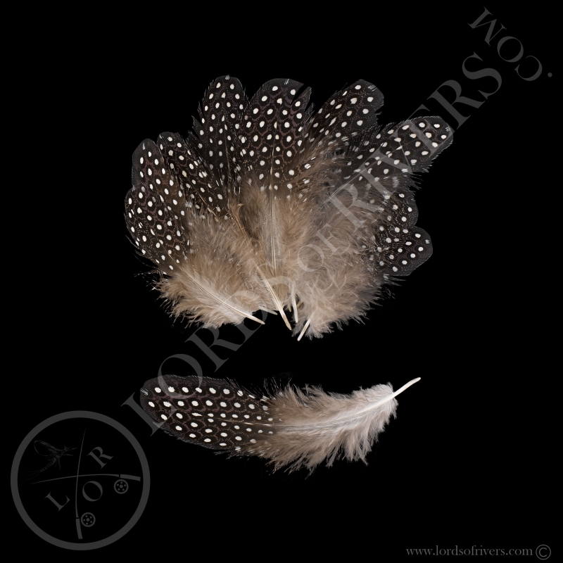 Vulturine Guineafowl Batch of Lilac body feather "spotted"  Lords Of Rivers