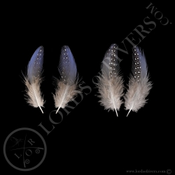Pintade Vulturine Paire de Plumes Bleu Spotted Lilas de Gorge Lords Of Rivers