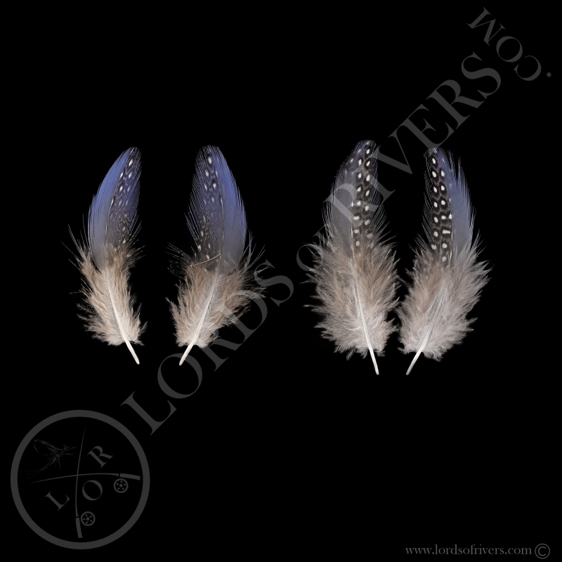 Pintade Vulturine Paire de Plumes Bleu Spotted Lilas de Gorge Lords Of Rivers