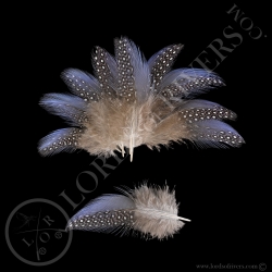 Pintade Vulturine Lot de Plumes Bleu Spotted Lilas de Gorge Lords Of Rivers