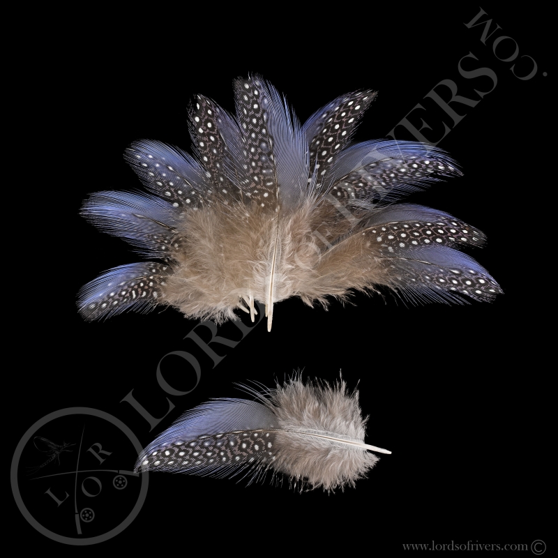 Pintade Vulturine Lot de Plumes Bleu Spotted Lilas de Gorge Lords Of Rivers