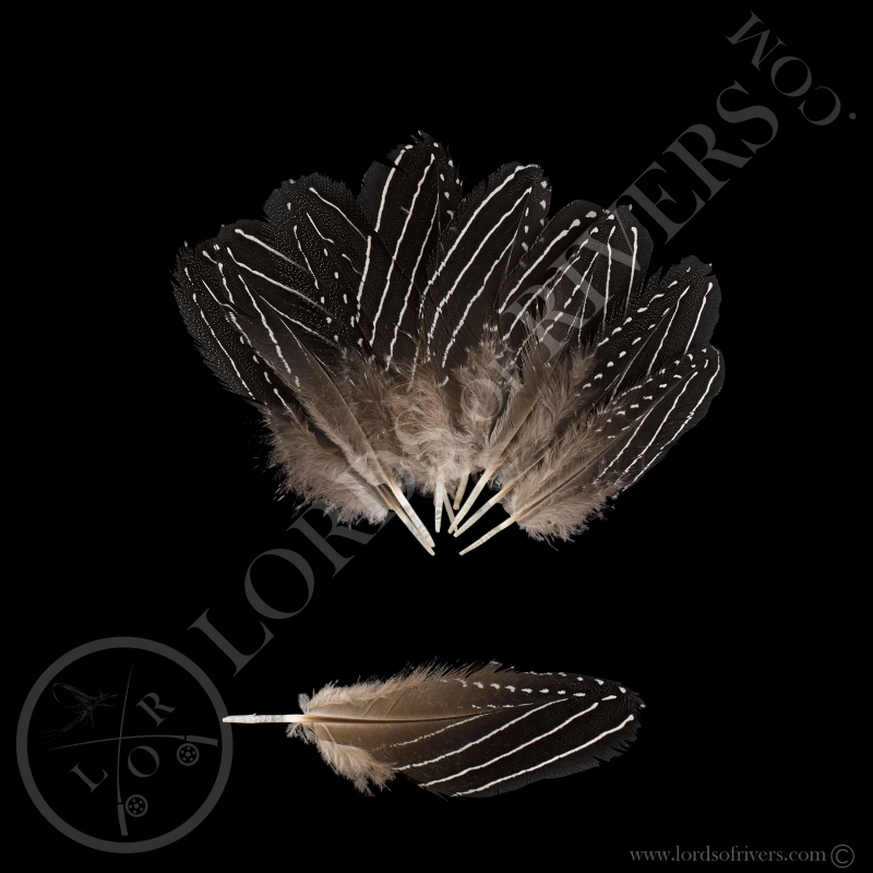Vulturine Guineafowl Small Wing Cover Batch Lords Of Rivers