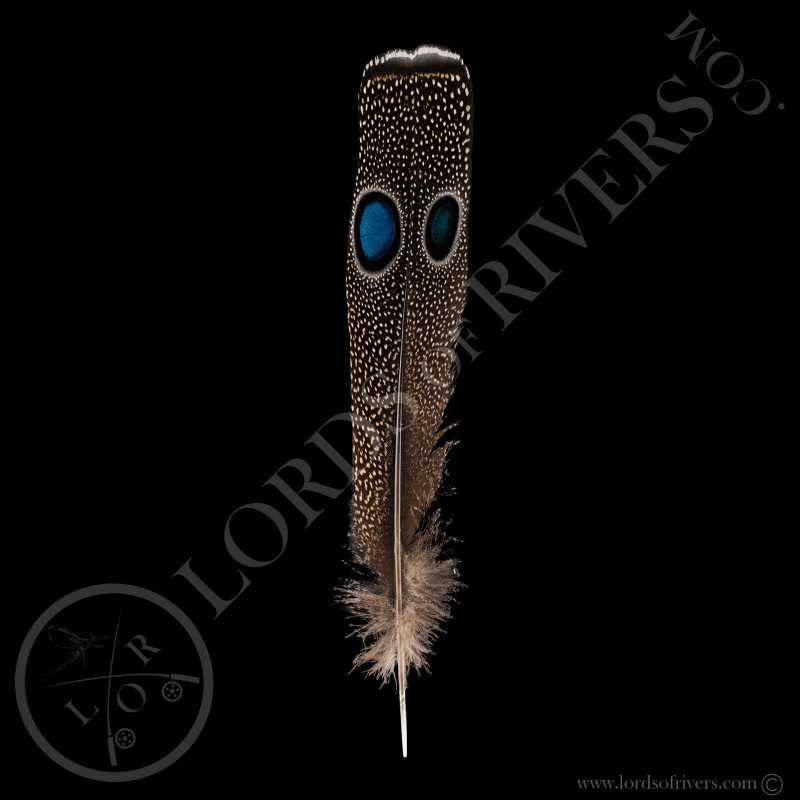 copy of Double eyed Side Tails type 1 Palawan Peacock Pheasant - Lords Of Rivers