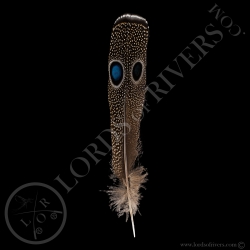 Double eyed Side Tails type 2 Palawan Peacock Pheasant - Lords Of Rivers