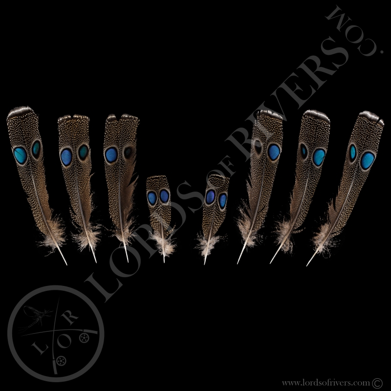 Double eyed Side Tails type 1 Set -Special Dreams Catcher Palawan Peacock Pheasant - Lords Of Rivers