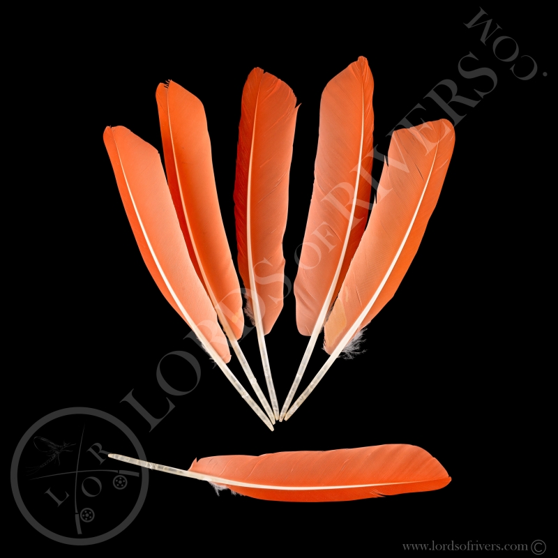 Scarlet Ibis -Red Ibis Batch Of Wings Cover Type 1- Lords Of Rivers