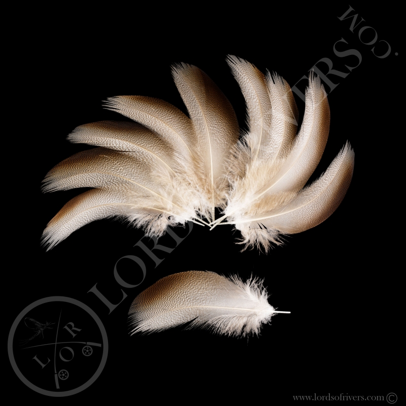 Plumes d'Epaule Bronze de canard Mallard XXL Lords of Rivers