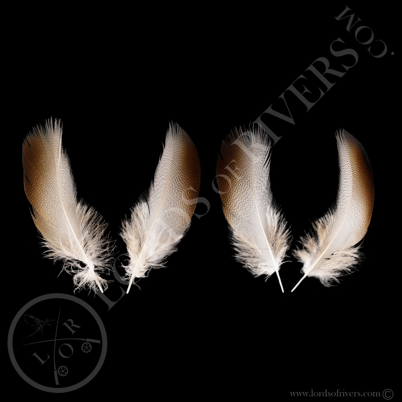 Plumes d'Epaule Bronze de canard Mallard XXL Paire Lords of Rivers