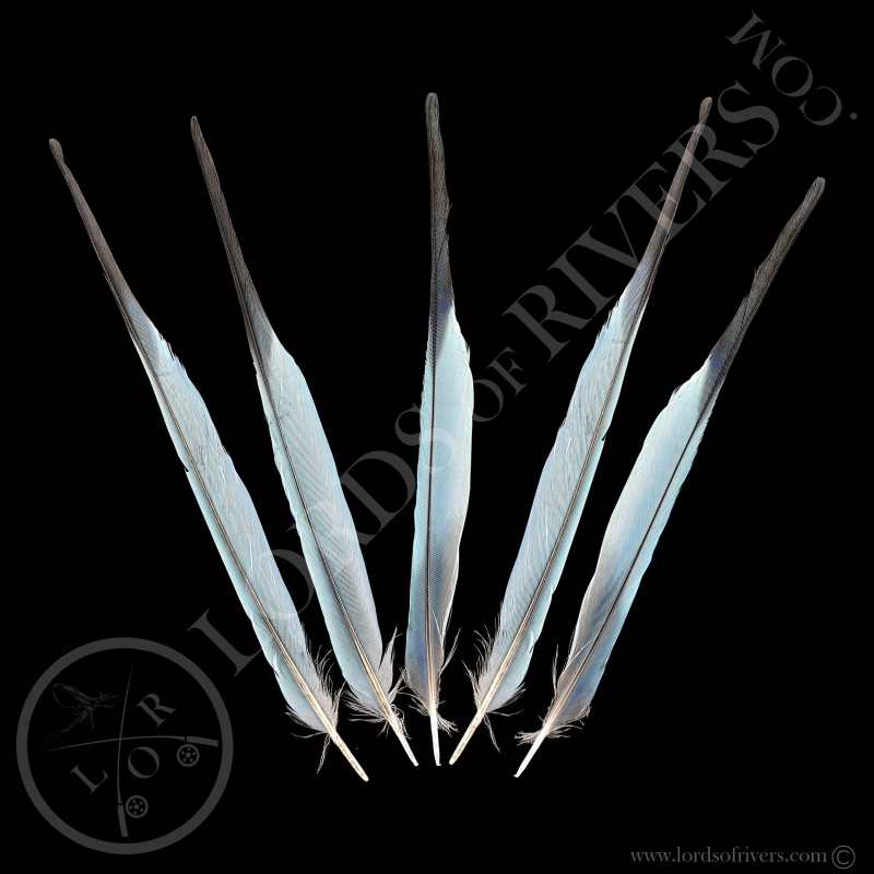 Rollier à Longs Brins - Lot Side Tails Turquoise - Lords Of Rivers