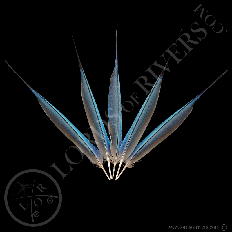 Lilac-breasted Roller - Batch Side Tails Dark Blue - Lords Of Rivers